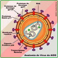 /album/biologia-e-muito-legal/aids-hiv-anatomy-gif/