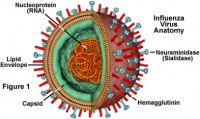 /album/biologia-e-muito-legal/influenzafigure1-jpg/