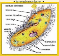 /album/biologia-e-muito-legal/a3-jpg/
