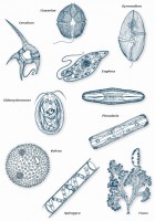 /album/biologia-e-muito-legal/a4-jpg/